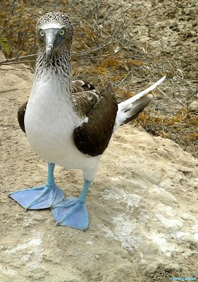 A Blue Footed Booby bird in the Galapagos Islands. © Evan's Studio