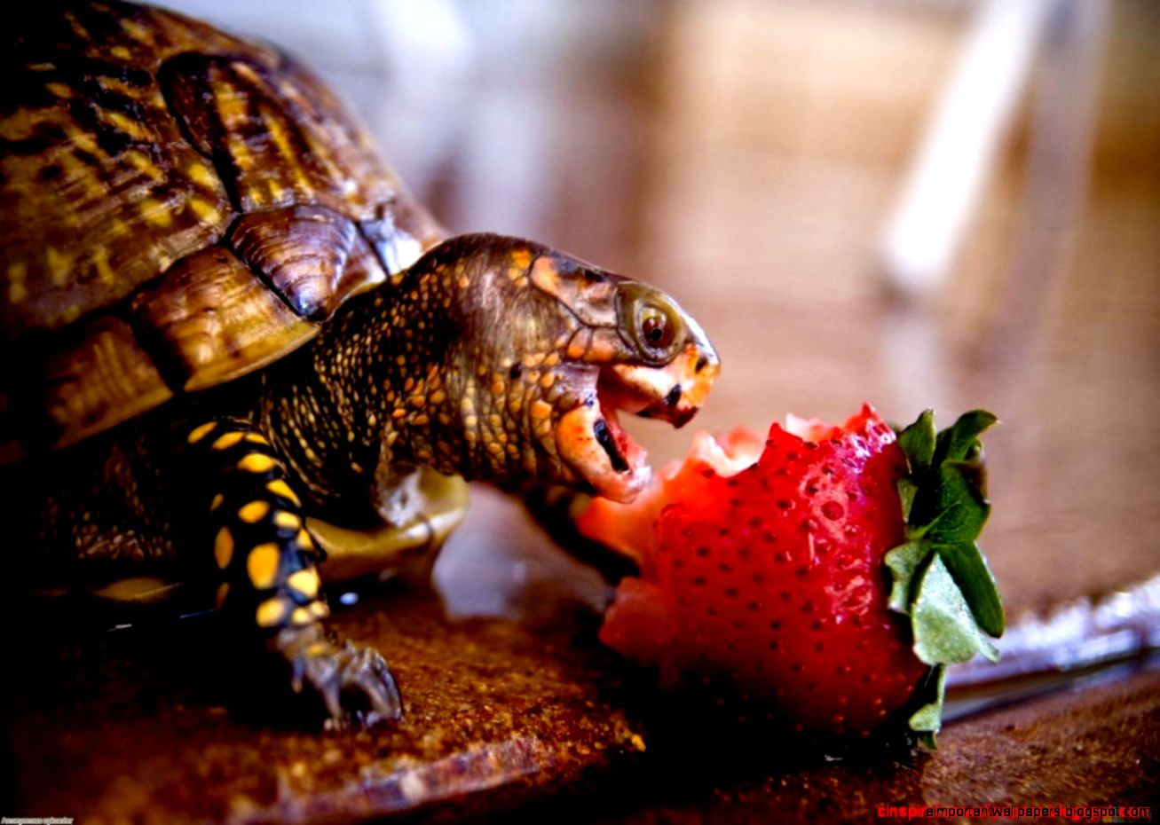 Funny Turtle Sandwich  Inspiration Wallpapers