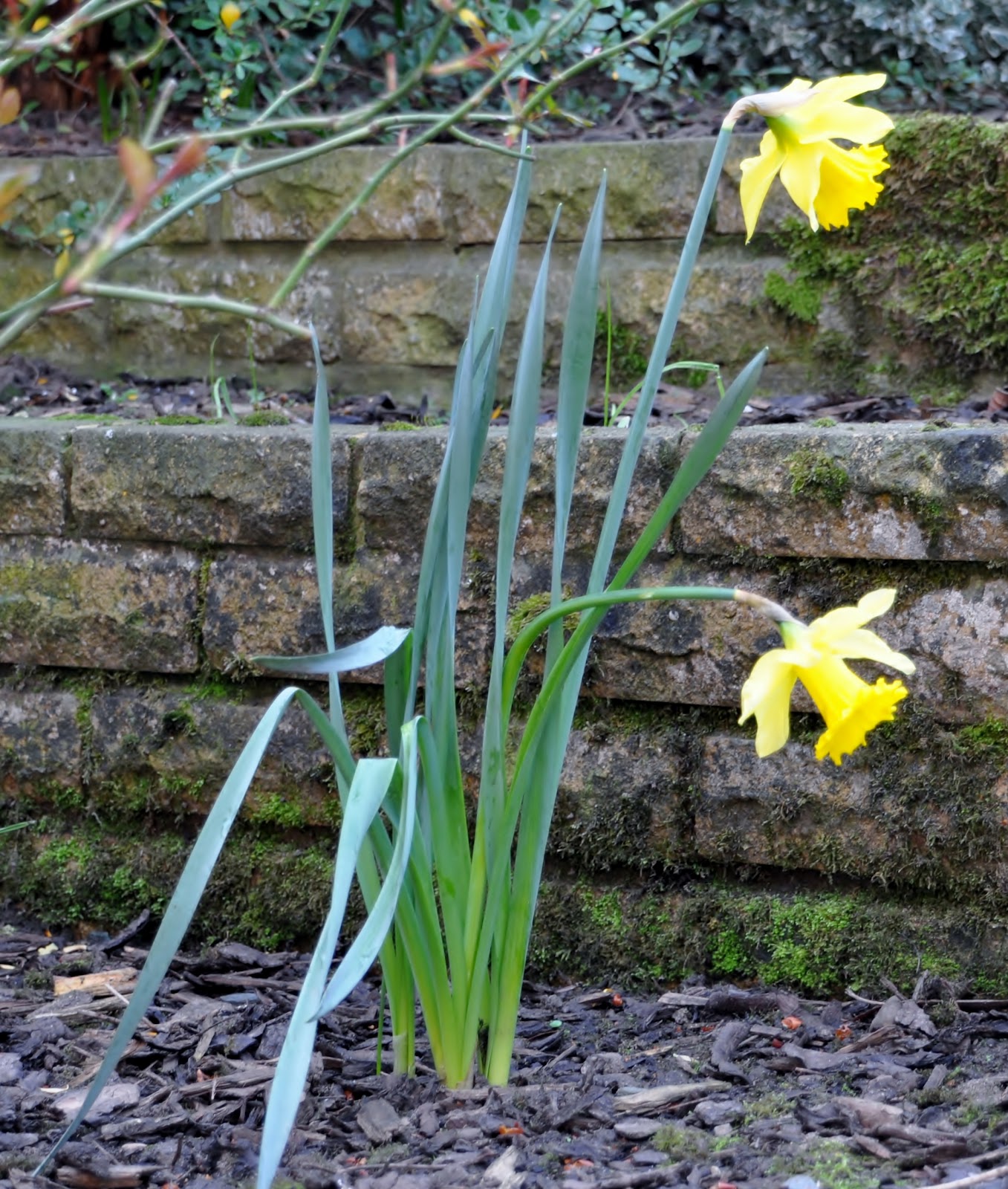 rambles with a camera Daffodil growing in my garden