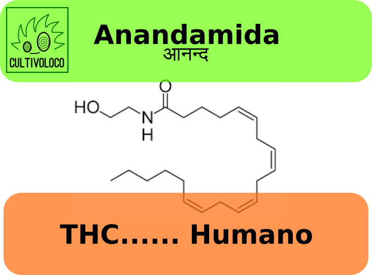 Anandamida! THC…. humano - Cultivoloco