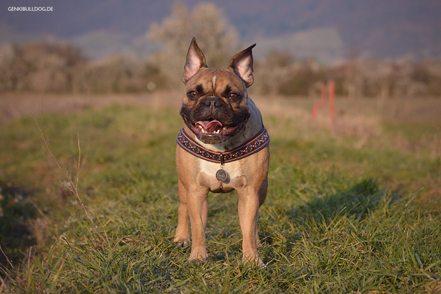 Genkibulldog Hundeblog Französiche Bulldogge Bully Genkibulldog Hundeblog Französiche Bulldogge Bully