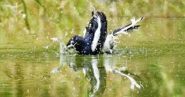 Manfaat Mandi Malam untuk Kacer