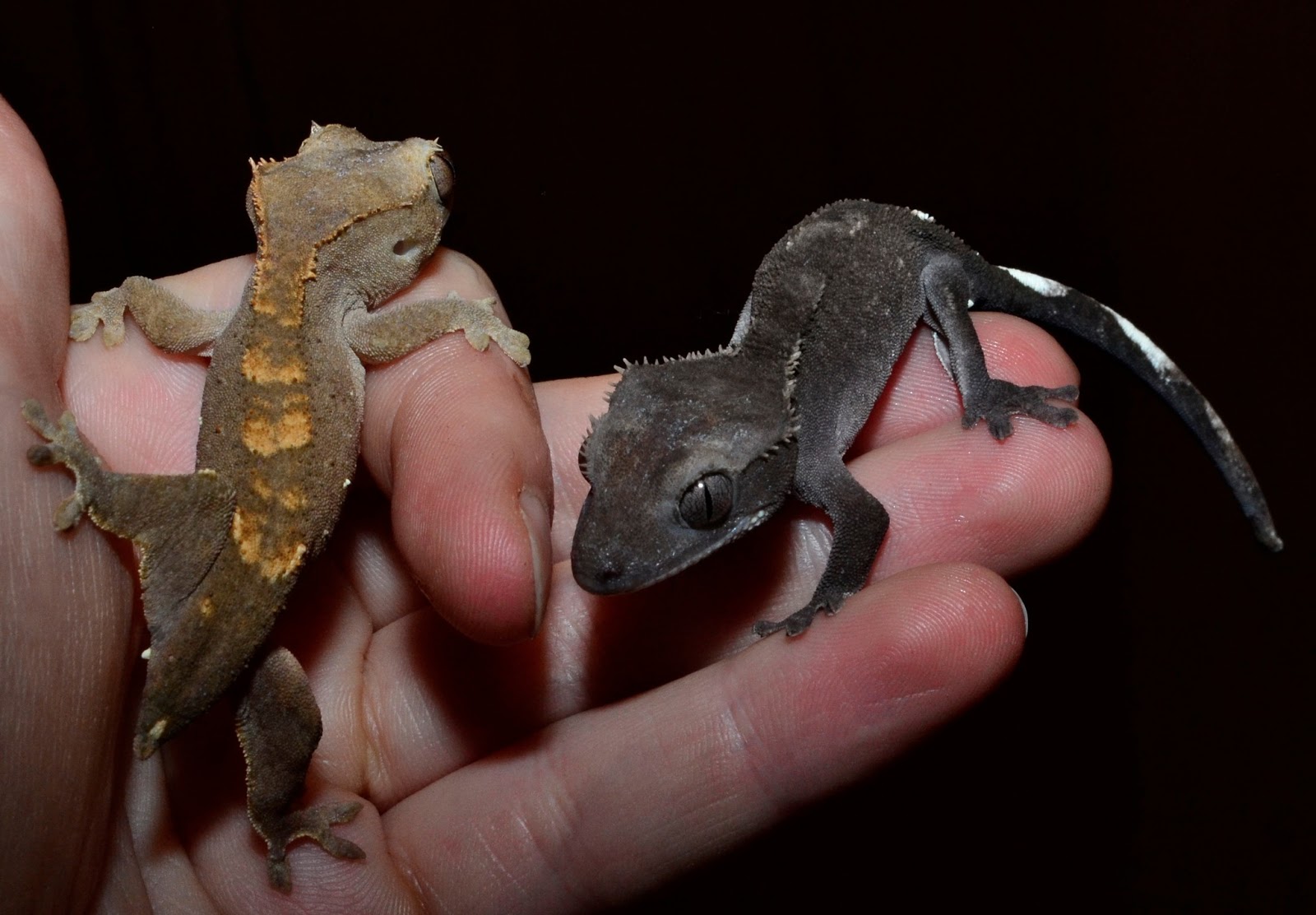 gecko-and-bearded-dragon-separate