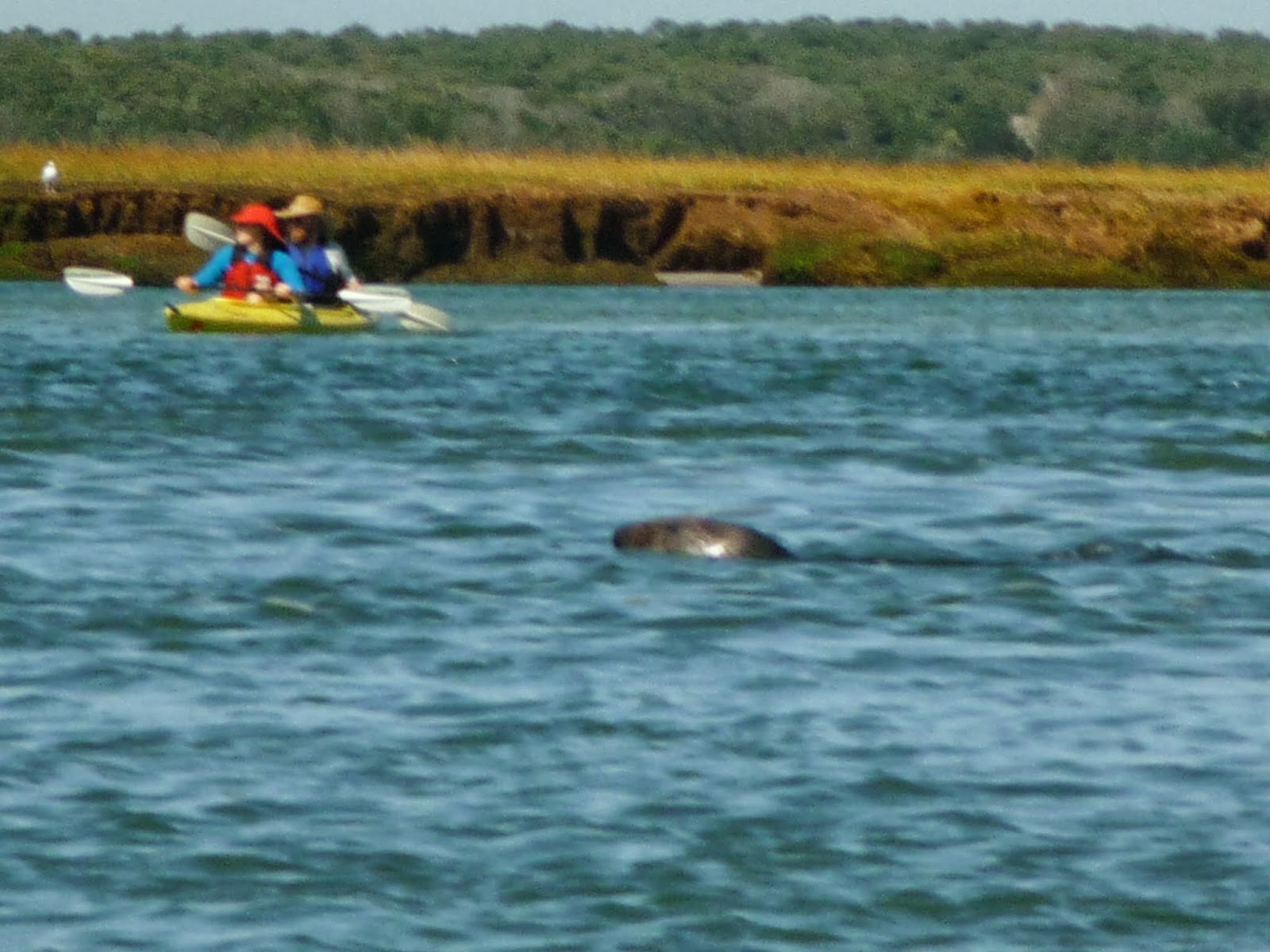 River Sister Kayaking with the seals in Eastham, Massachusetts