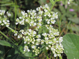 wildflower wednesday