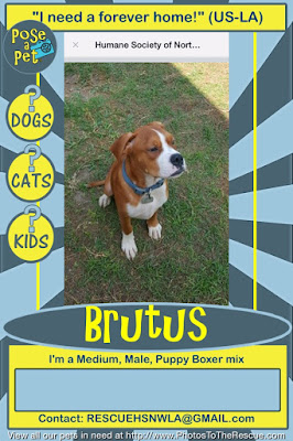Adoption announcement for Brutus a Boxer mix