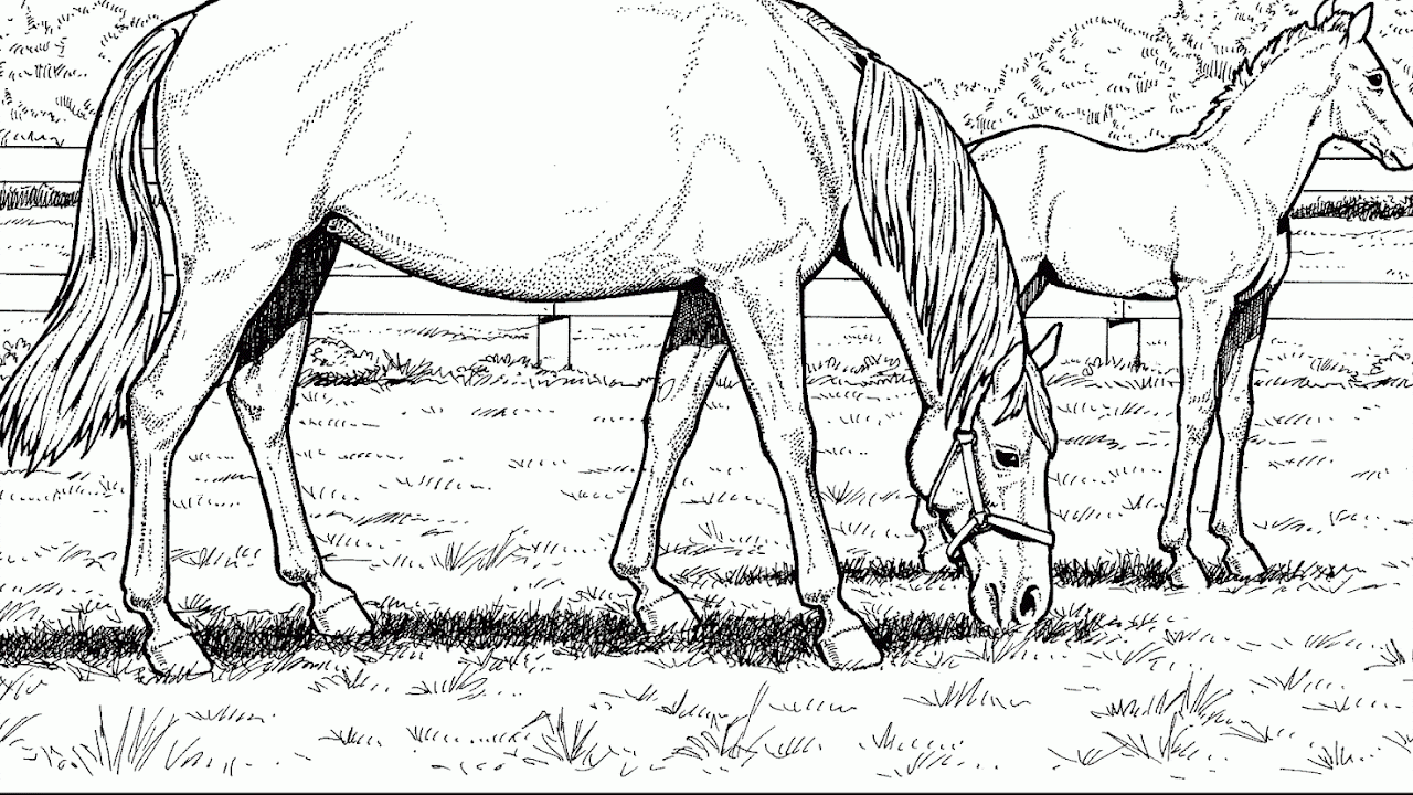 Horse Jumping Coloring Pages - Horse Choices
