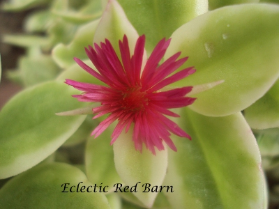 Eclectic Red Barn: Livingstone Red Daisy
