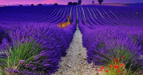 25+ Populer Nama Bunga Taman Warna Ungu