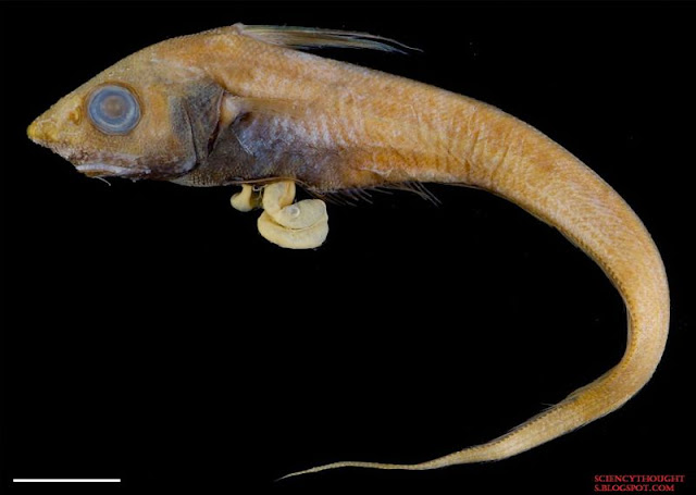 Grenadier Fish Adalah 20 Jenis Ikan Laut Dalam Paling Menyeramkan, Predator Dan Unik