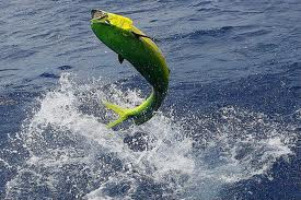 GOLD FISH - PESCA DEPORTIVA EN SALTO URUGUAY, CONSULTE AL 099275038