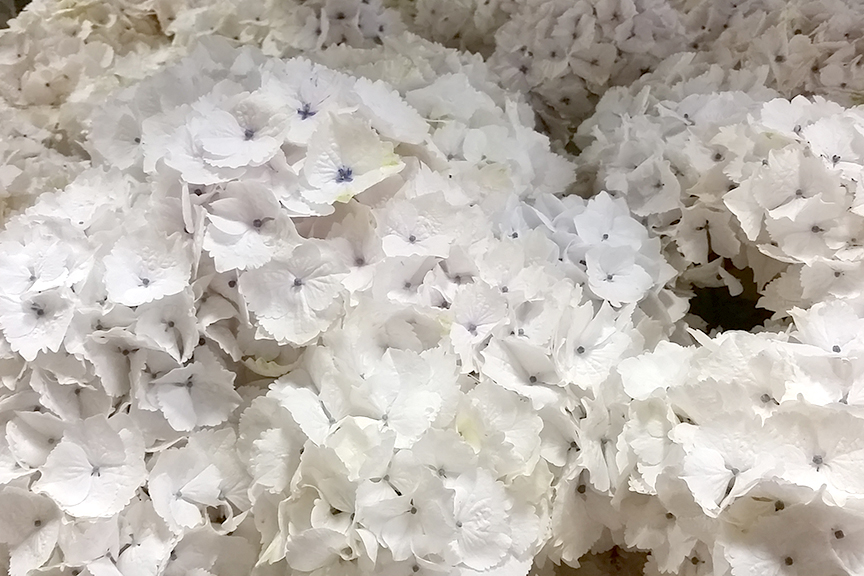 Notable Nest Altenew Paint A Flower Hydrangea Release Blog Hop