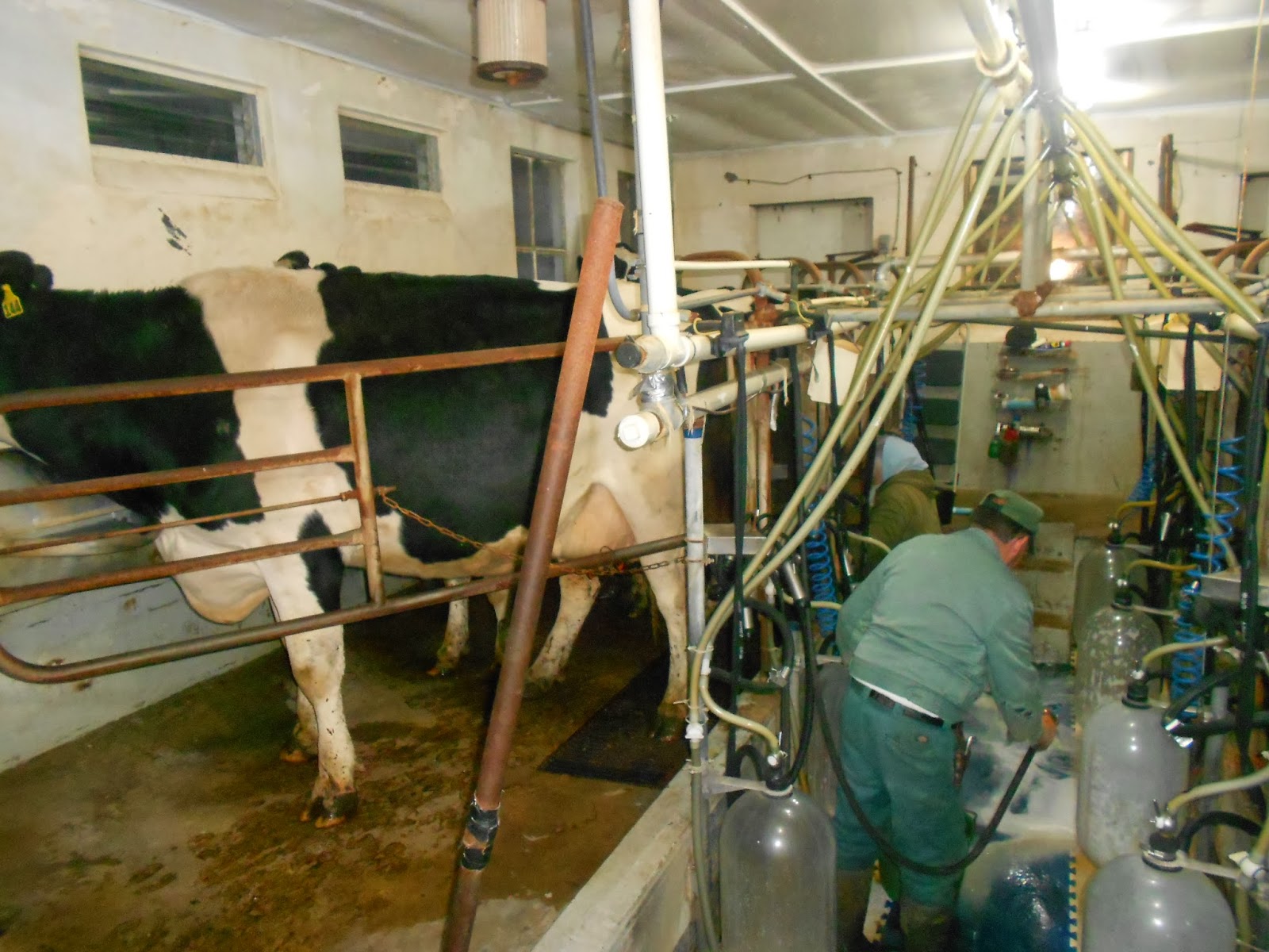 Cold Springs Farm: HISTORY