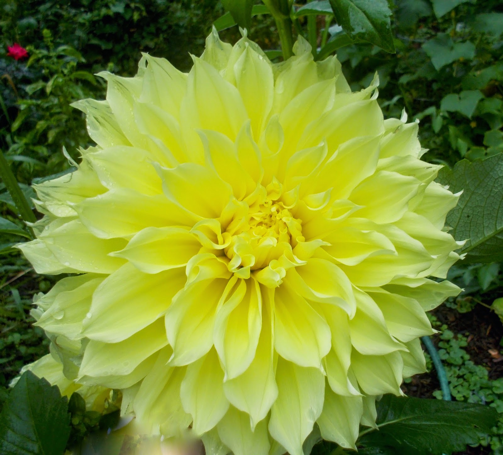 Sassafras Mama: Big Dahlia