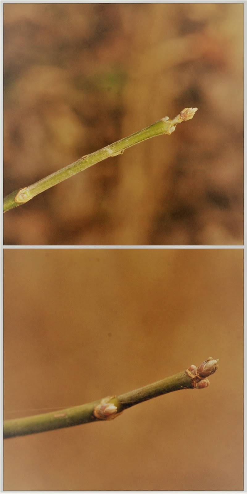 Nature Devotions Box Elder Maple Seeds