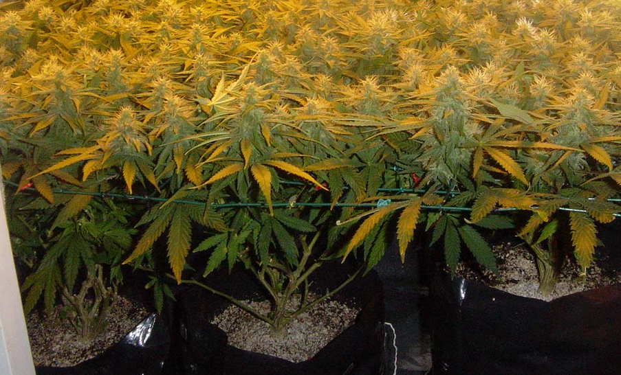 Michigan Medical Marijuana Report GROW TIP The "Sea of Green