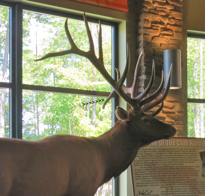 Travels With Cathy And Larry Elk Country Benezette Pa And Kinzua