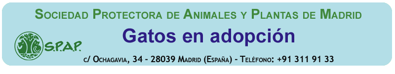 GATOS EN ADOPCIÓN • S.P.A.P. Sociead Protectora de Animales y plantas de Madrid
