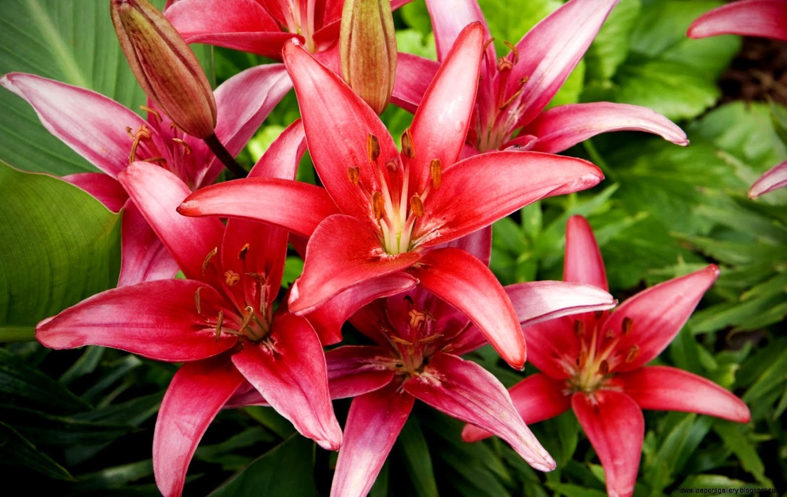 Red Lily Flowers