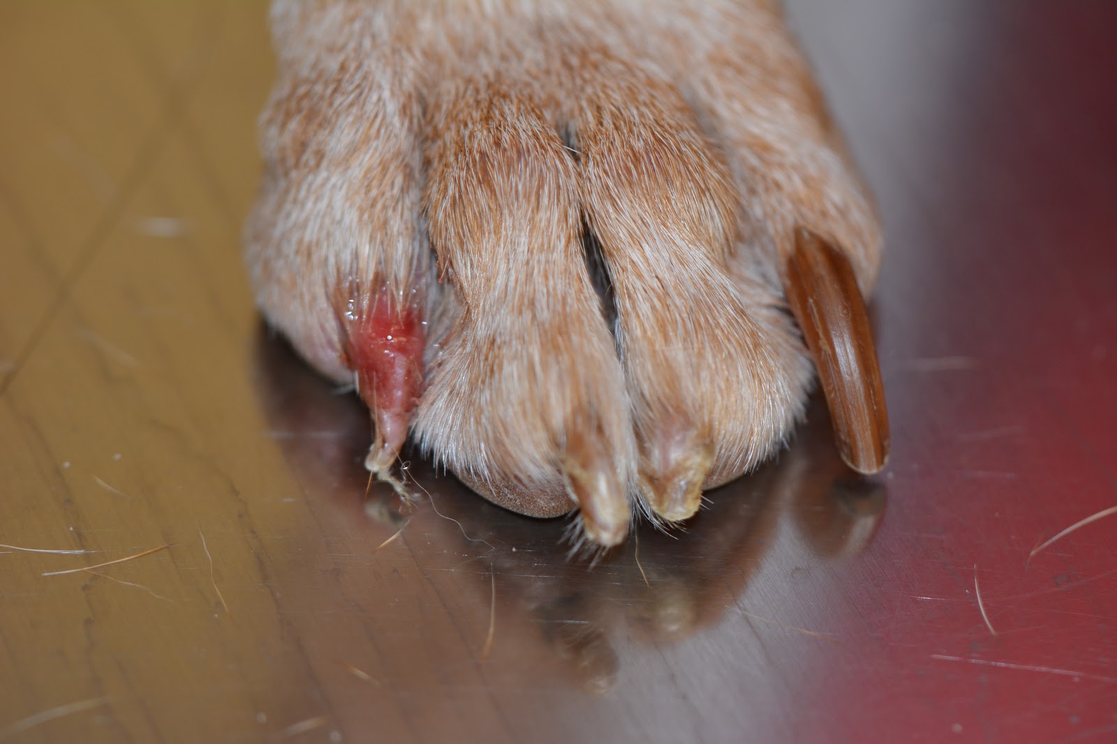 What If A Dogs Nail Falls Off