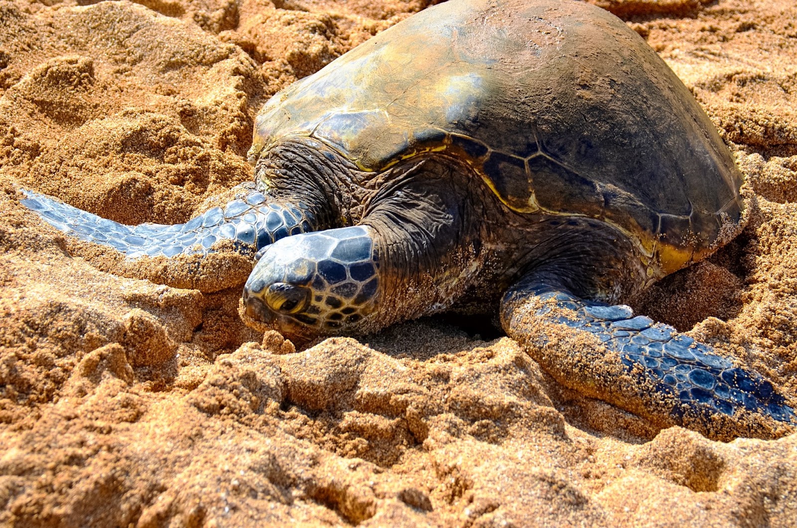 turtles at turtle bay