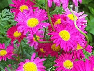 Pyrethrum is a natural insecticide flower