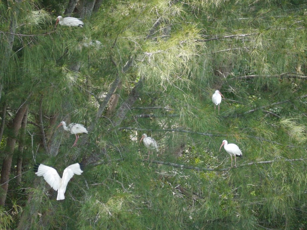 ibis blancs pris de la terrasse du jardin à cape coral en floride