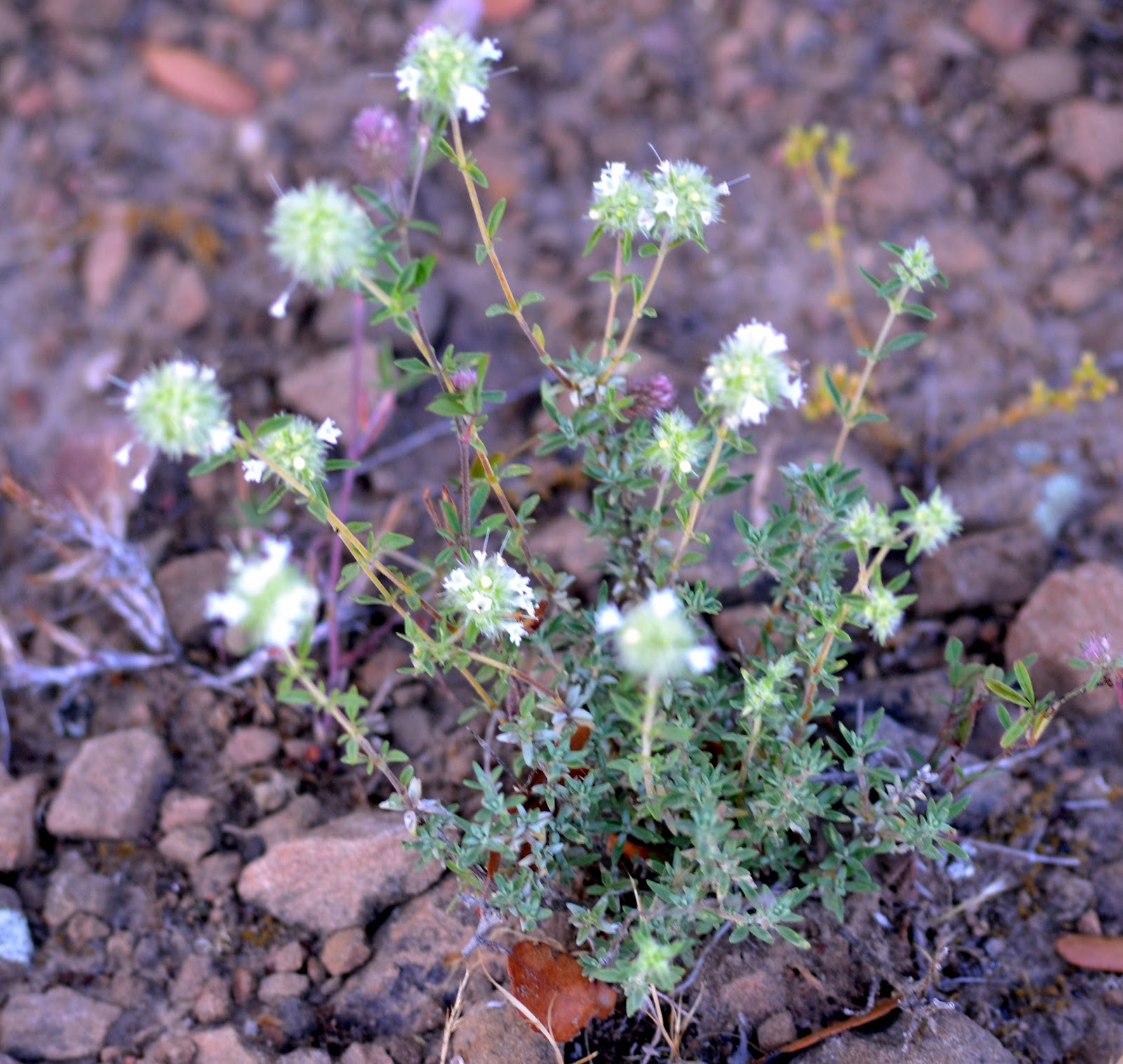 EN EL MONCAYO Tomillo Blanco (Thymus mastichina)