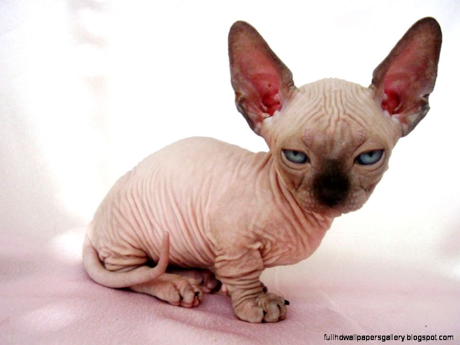 20 Cutest Dogs And Cats With Eyebrows Beards Or Mustaches   Page