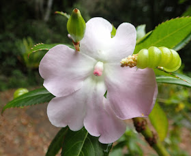 unusual flower at Orchid Mountain Garden Hinterlands Australia