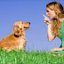 5 essential commands you can teach your dog