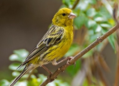 Tips Dan Cara Akurat Membedakan Burung Kenari Jantan Betina Usia 4 Tips Dan Cara Akurat Membedakan Burung Kenari Jantan Betina Usia 4