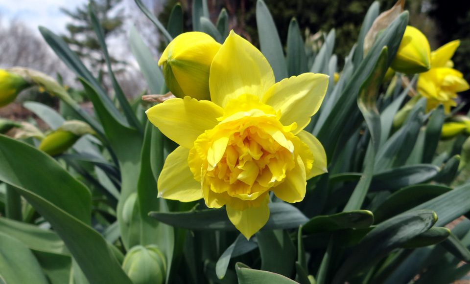 Spring Valley Roses Daffodils!