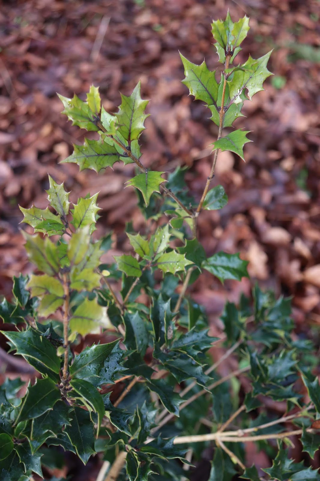 Future Plants By Randy Stewart Osmanthus