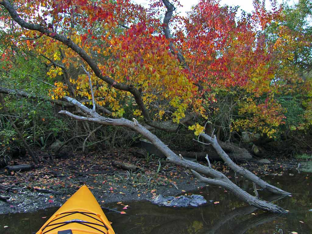 Kayaking the MobileTensaw River Delta 11/20/2009 Lower Escatawpa River
