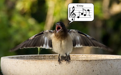 Music and creativity are troubling enough for evolution. To make matters worse for evolutionists, some birds are musically innovated, but our ape "cousins" are not.