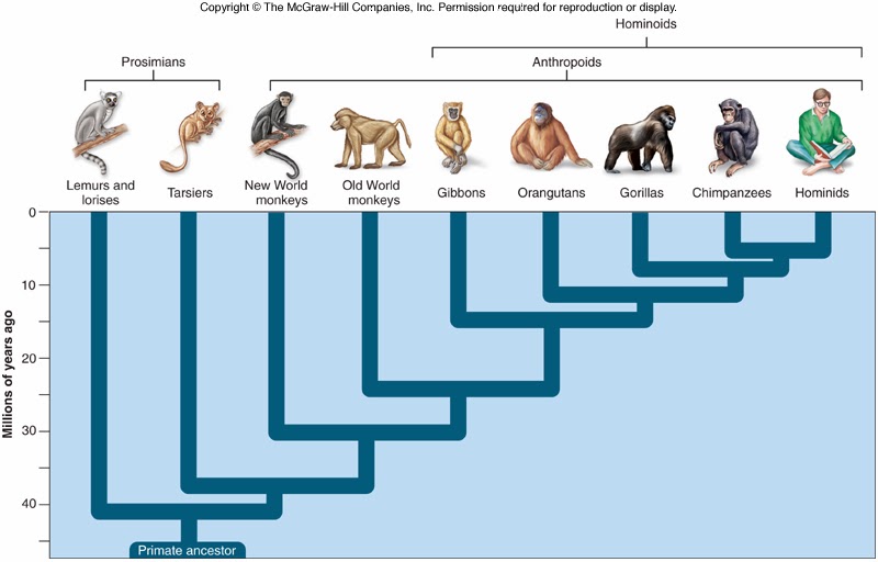 Приматы какое развитие. Эволюционное Древо приматов и человека. Древо эволюции человека Антропогенез. Филогенетическое Древо человека. Родословная человека Антропогенез.