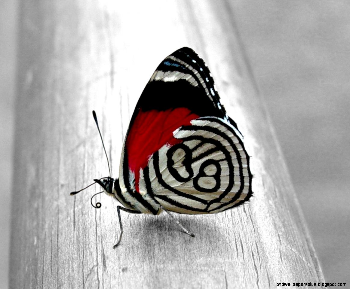 Unique Wallpaper 11   Best Wallpaper Collection