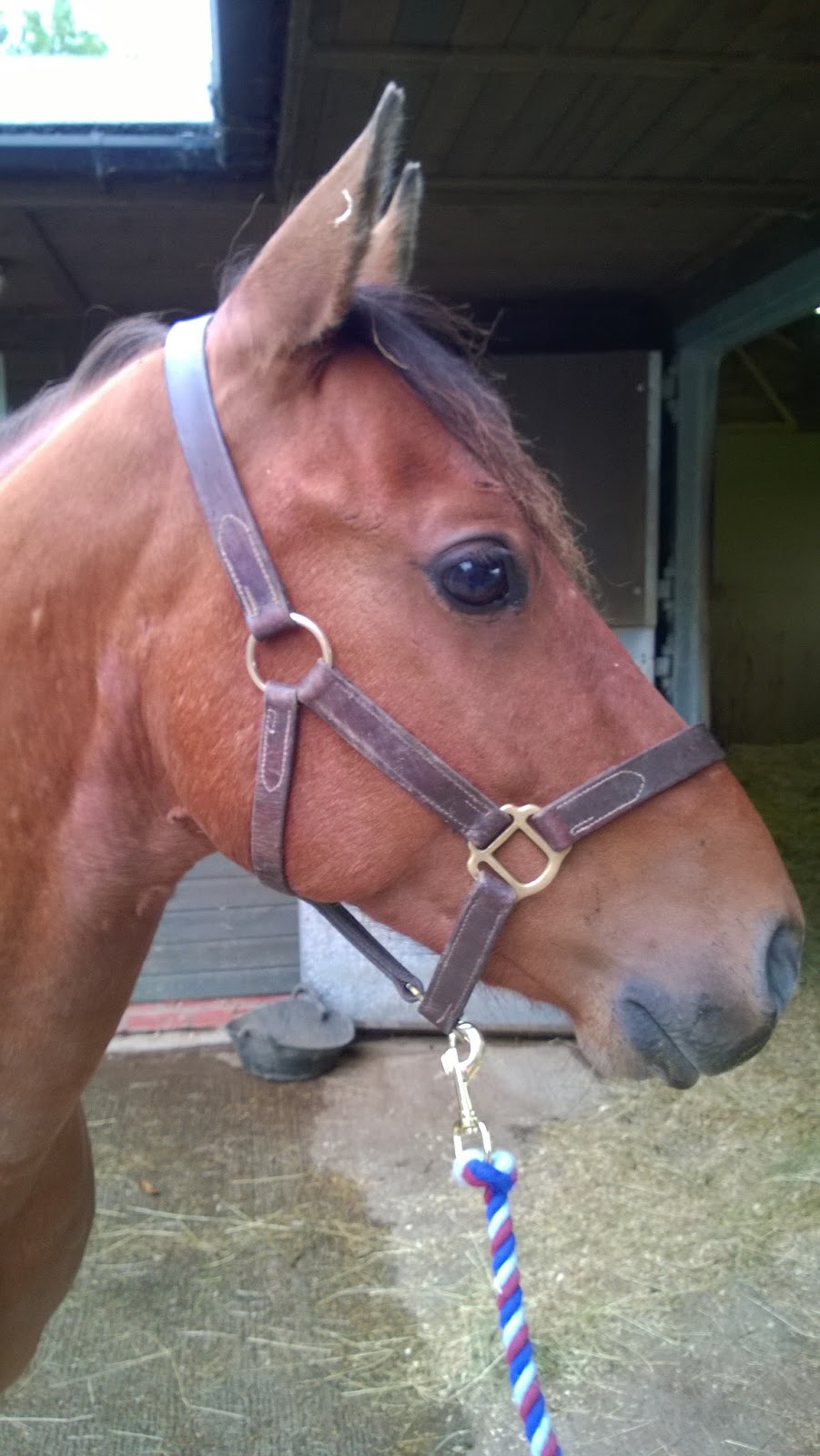 Horse Life and Love All About the Ears.