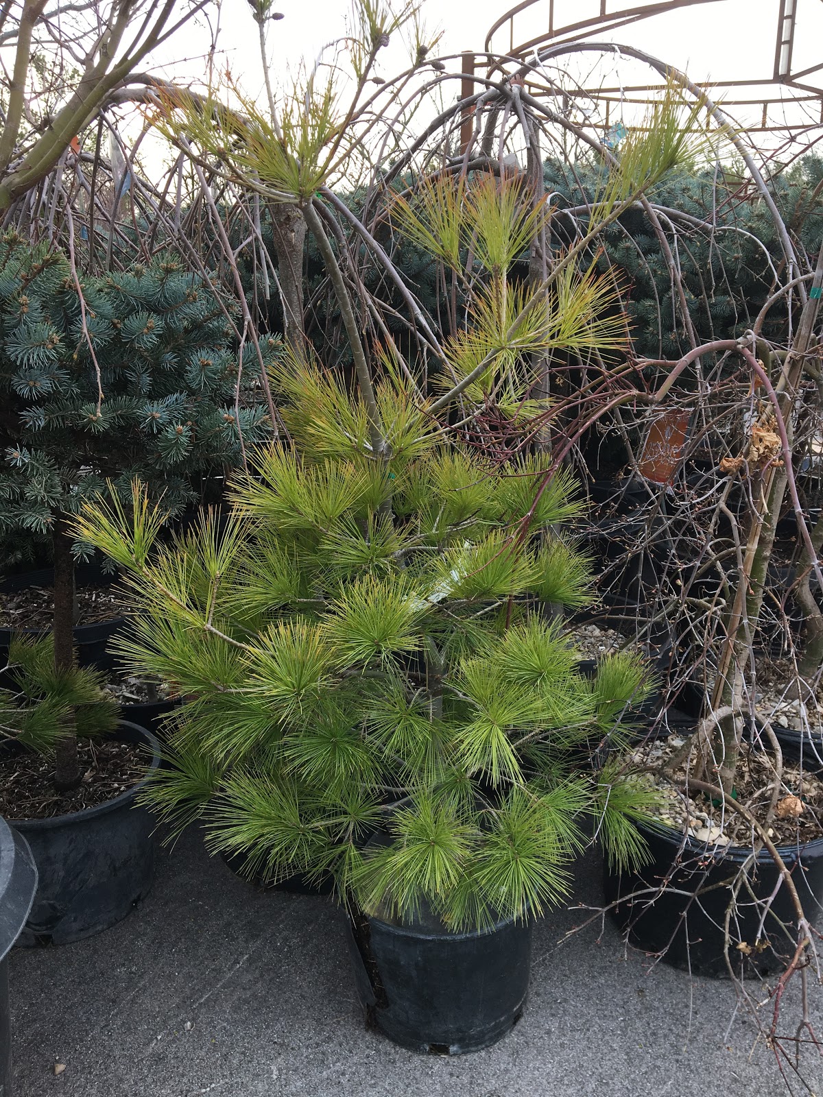 Pinus 'Louie' and SuperTrouper Magenta + White Dianthus [Backyard