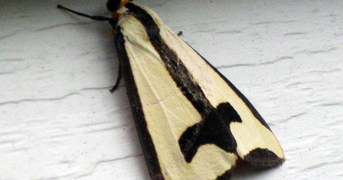 Types Of Moths Symbolism