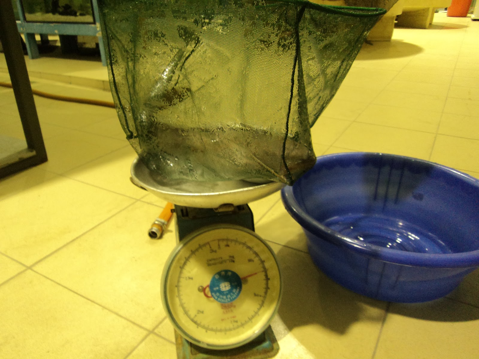 Kelah, Biotechnology, Aquaculture, Mariculture & Me African Catfish