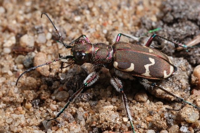 foto kumbang - gambar binatang - foto kumbang