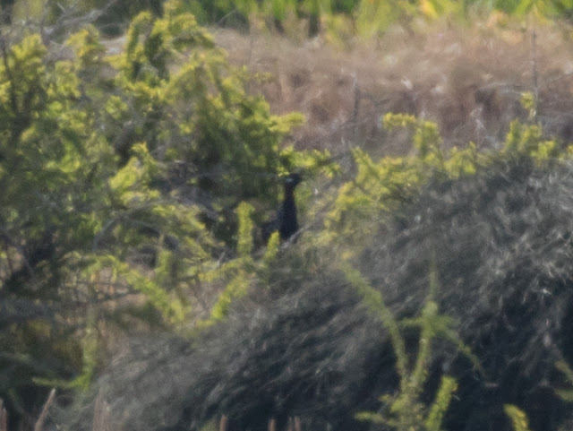Black Francolin - Akrotiri Marsh, Cyprus