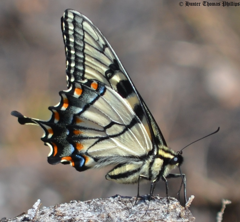 Eastern Tiger Swallowtail (Papilio glaucus)