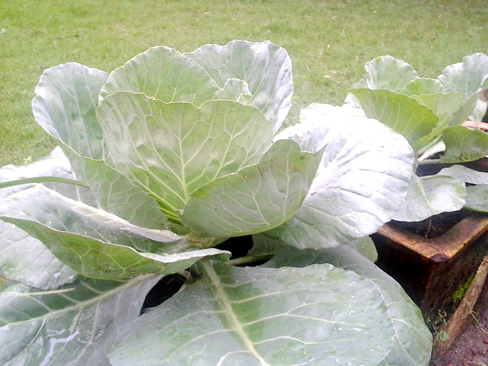 Blooming Garden Growing Cabbage, Planting Cabbage, How to Grow Cabbage