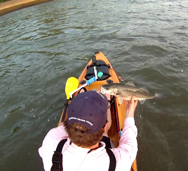 Palmetto Kayak Fishing Congaree Striper Fishing Report 4/15/2011