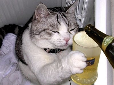 Os bêbados mais engraçados da net.mp4 -   Engraçado, Fotos  engraçadas, Videos engraçados de gato