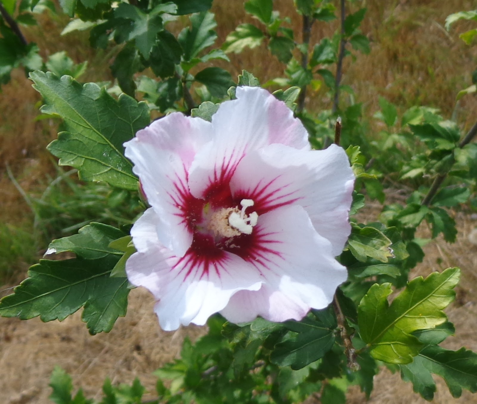 Growing Greener in the Pacific Northwest: Rose of Sharon