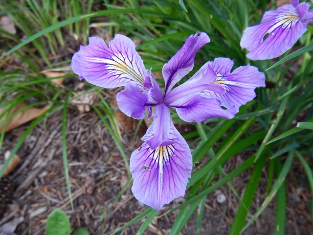 World of Irises: Phenology of Pacifica Iris during Climate Shifts